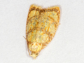 Acleris bergmanniana